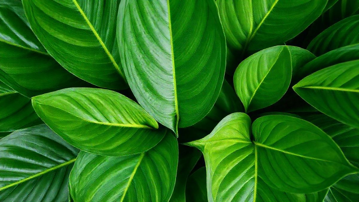 Close detalhado em folhas de comigo-ninguém-pode, planta comum e perigosa para pets.
