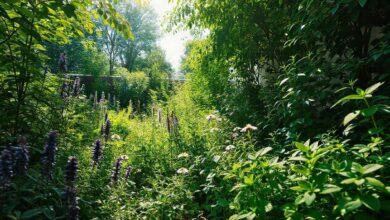 Vista ampla de um jardim com várias ervas medicinais verdes.