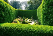 Cercado verde formado por arbustos densos e altos em um jardim elegante.
