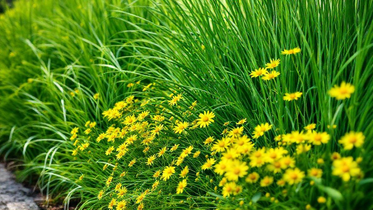 Jardim pronto com grama-preta e vedélia em contraste com flores amarelas.