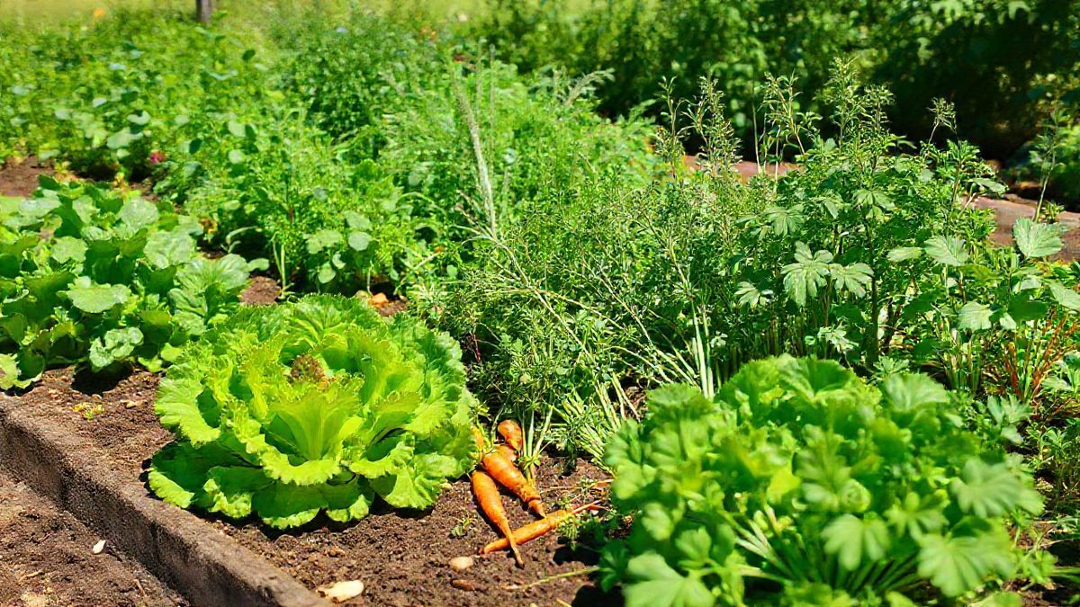 Canteiro orgânico pronto para colheita com verduras frescas.