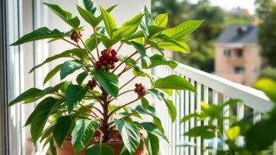 Planta de café cultivada em vaso grande sob luz natural.